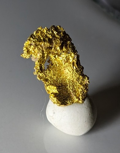 Specimen collection or - specimen,