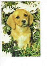 CHIEN  CHIENS  CHIOT 