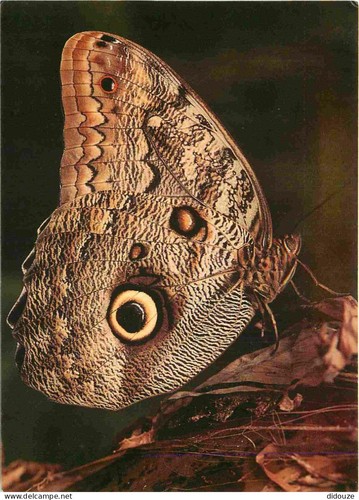 Carte postale animaux - postale,