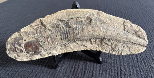 Rare poisson fossile - , du