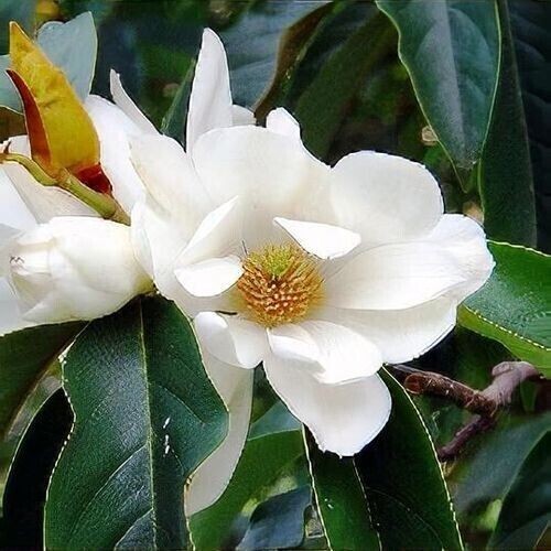 Sweet michelia magnolia - -,
