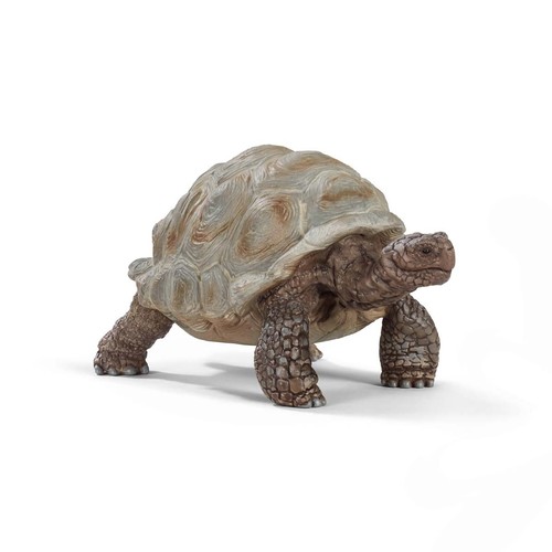 Giant tortoise wild life - wild,