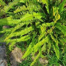 Nephrolepis cordifolia x5