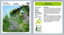 Perovskia #11 Perennials - My Green Gardens 1987 Cardmark Card