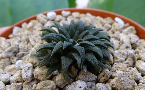 Haworthia parksiana cactus - haworthia,