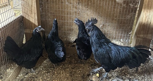Ayam cemani hatching eggs - ayam,