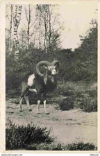 Animals - Hoenderloo - Moellon-Ram - National Park De Hoge Veluwe - Zoo - CPSM