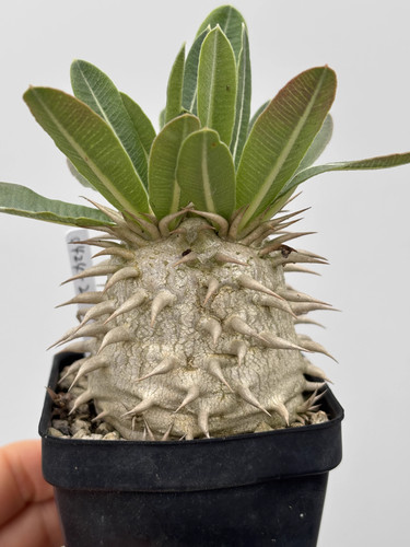1piece 5cm seedgrowth - 4.5-5cm,