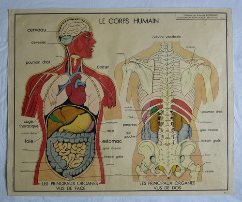 Corps humain ancienne - corps, affiche
