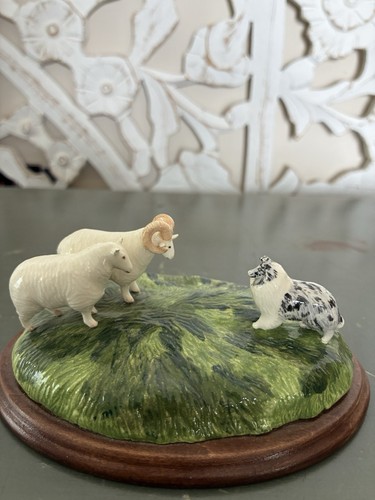 Border collie with - with, ram