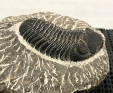 Beau Fossile Ancien De