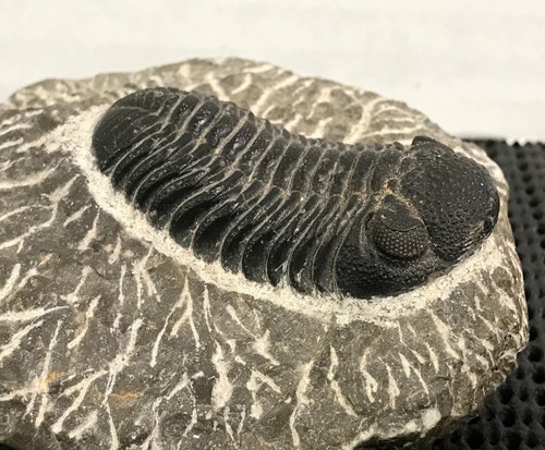Beau fossile ancien - fossile,