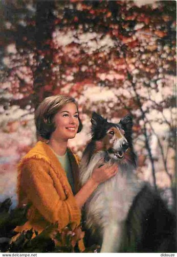 Carte postale animaux - carte,