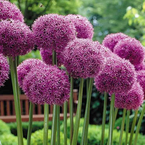 Bulbes allium - bulbes, fleurs