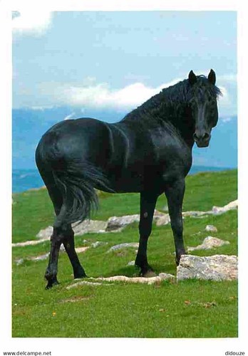 Carte postale animaux - postale,