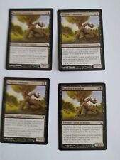 Peuplier émondoir x4  Magic