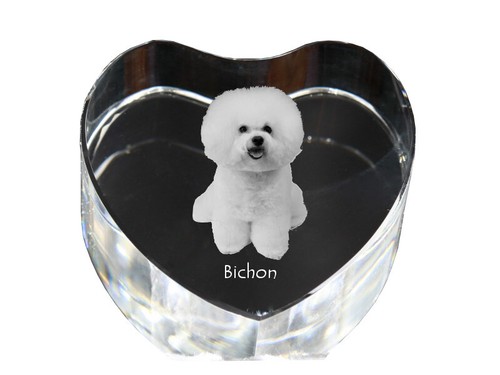 Bichon frise gelockter - bichon,