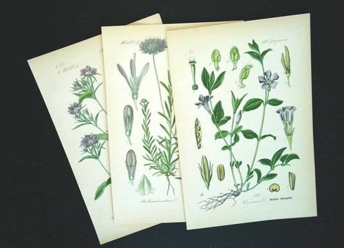 1886 lithographies 3er - 1886,