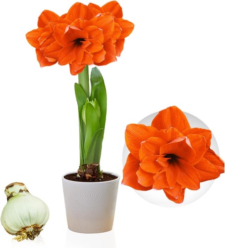 Bulbes amaryllis double - d'amaryllis,
