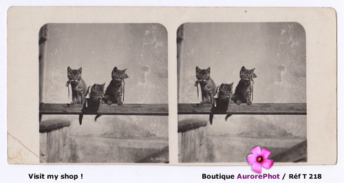 Petits chats sur une poutre - 3,