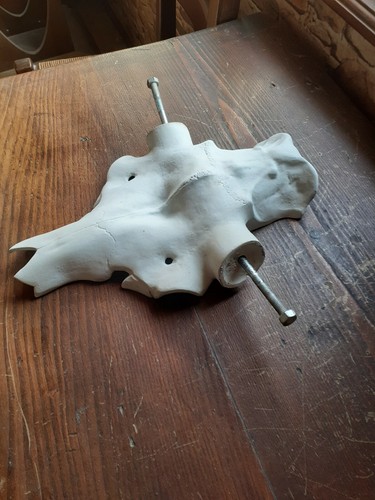 Taxidermie taxidermy crane - taxidermie,