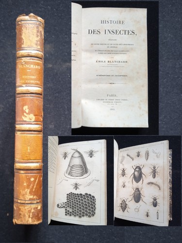 Histoire des insectes - des, de