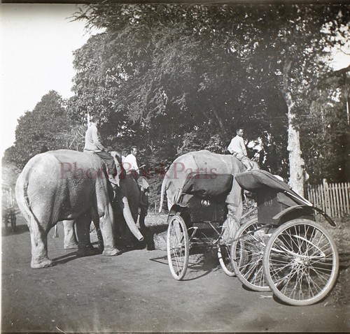 Cambodge éléphants - cambodge,