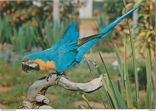 Carte postale animaux - carte,