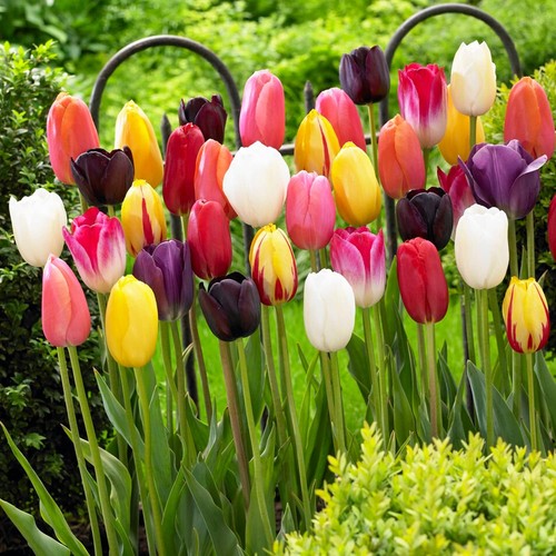 Tulipes bulbes rustique - bulbes,