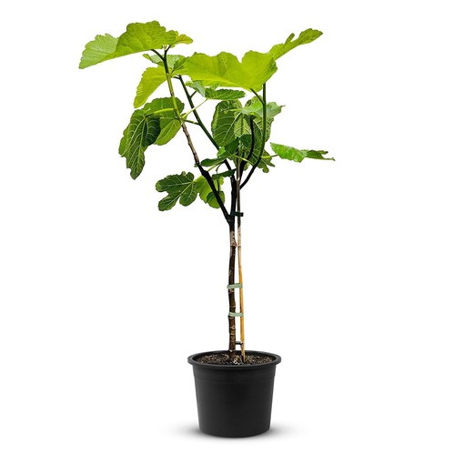 Tropictrees figuier - figuier,