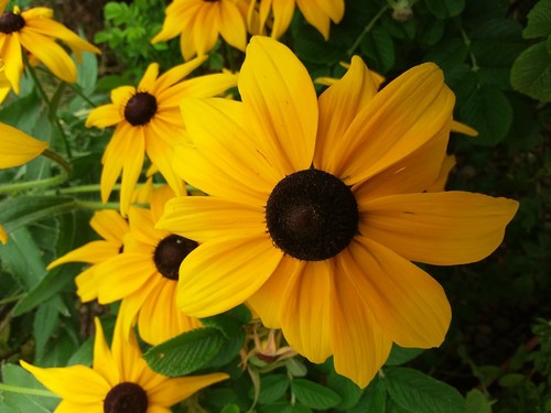 100 graines de - 🌻+100,