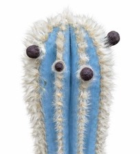 Pilosocereus pachycladus HU254