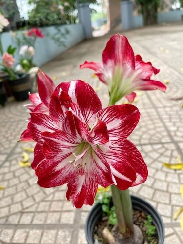 Imported amaryllis lily dark - lily,
