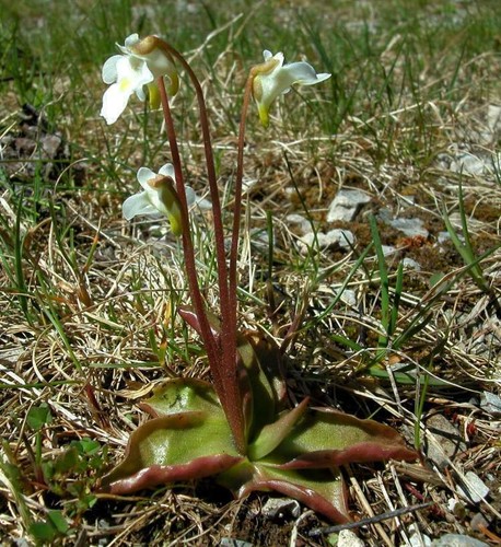 Alpine pinguicula plante - alpine,