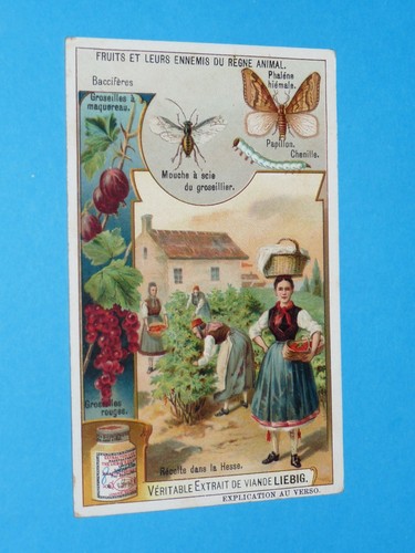 Chromo 1908 liebig serie - 1908, 931