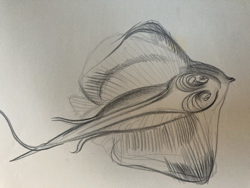 Beau dessin crayon poisson - beau,