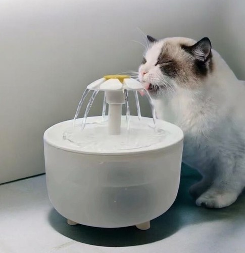 Fontaine eau chat - eau,