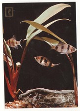 BEAUTIFUL POSTCARD - FISH - BEARDED - ANIMALS - AQUARISTS - UNWRITTEN
