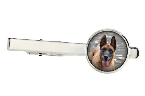 Malinois berger belge - berger,
