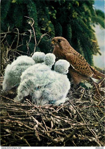 Carte postale animaux - -,