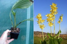 Calanthe sieboldii, Orchidée