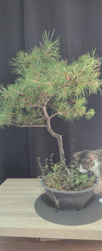 Bonsaï pinus conifère vert - conifère,