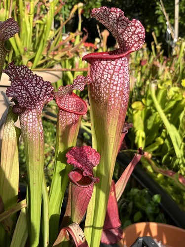 Graines sarracenia - graines,