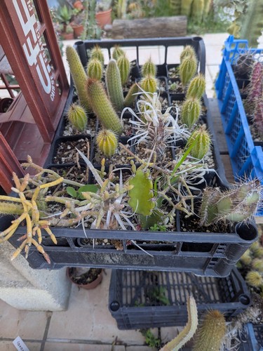 Cactus plantes grasse lot - plantes, (lot