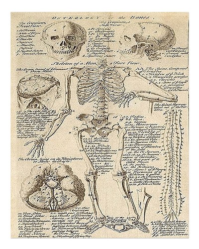 Vintage anatomie squelette art - vintage,