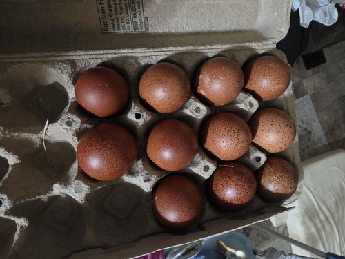 Bbs maran hatching eggs dark - eggs,,