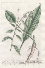 Raphanus Radis Raifort Blackwell Livre D'Herbes Gravure Sur Cuivre