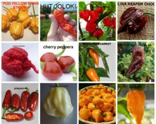 120 graines de PIMENT en 12