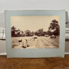 Photo albumine contrecollée