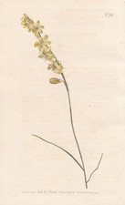 Hesperantha Radiata Drapeau Iris Fleur Gravure Cuivre Curtis 790